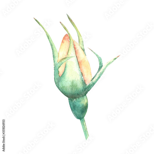 An unopened peach-colored rose Bud on a white background. Watercolor illustra...