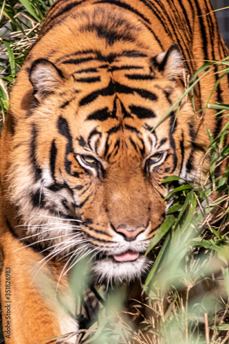 a closeup of a large tiger