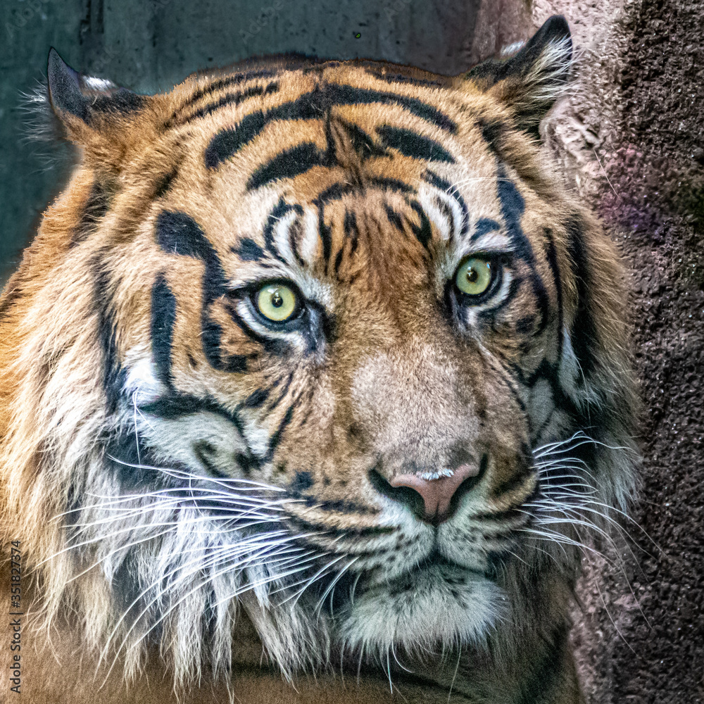 Fototapeta premium portrait of an asian tiger before a rock background