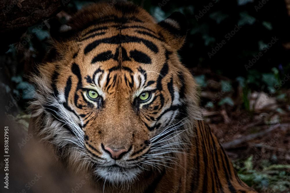 frontal view of a tiger