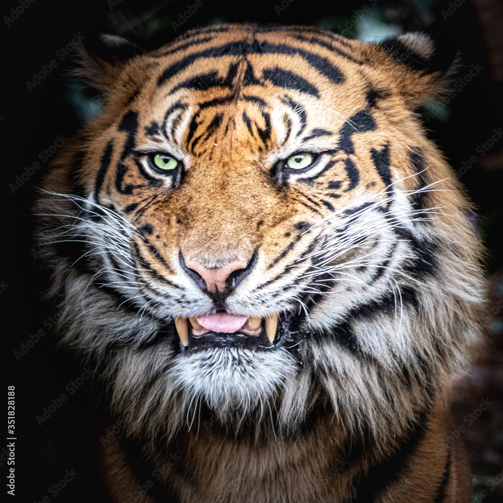Fototapeta premium beautiful stock photo of a tiger
