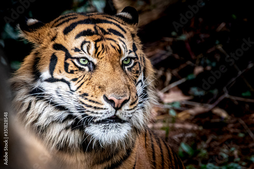 Tiger with green eyes looking toward the right