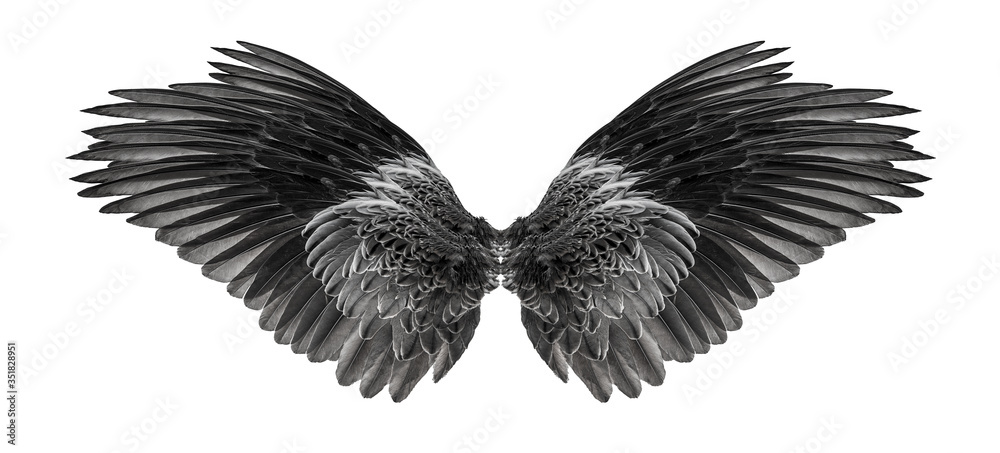 Obraz black wings on a white isolated