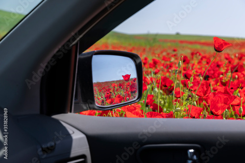 Blooming poppy field from a...