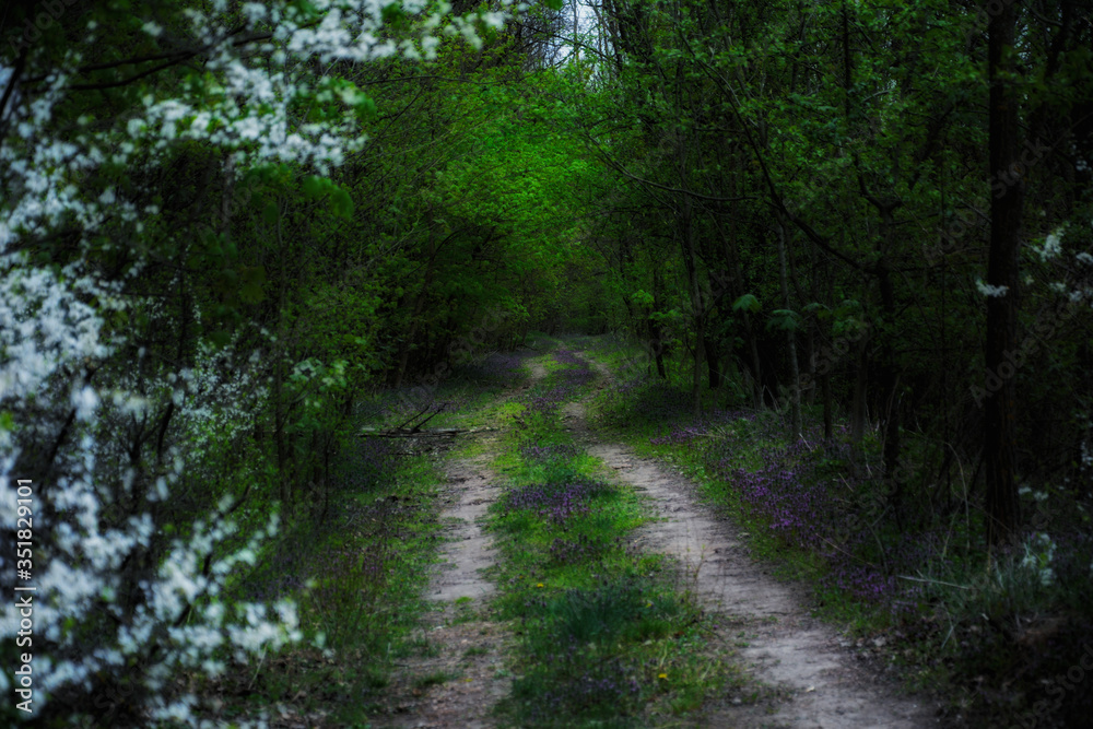path in the woods path in the woods