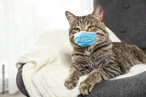 Cute tabby cat in medical mask at home. Virus protection for animal