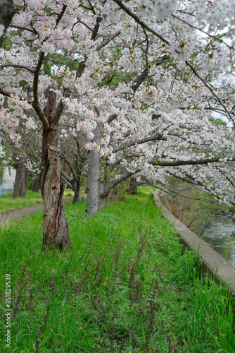  川沿いに咲く桜・大阪府豊中市天竺川 photo