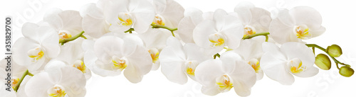 Fototapeta Naklejka Na Ścianę i Meble -  An Orchid branch with white flowers