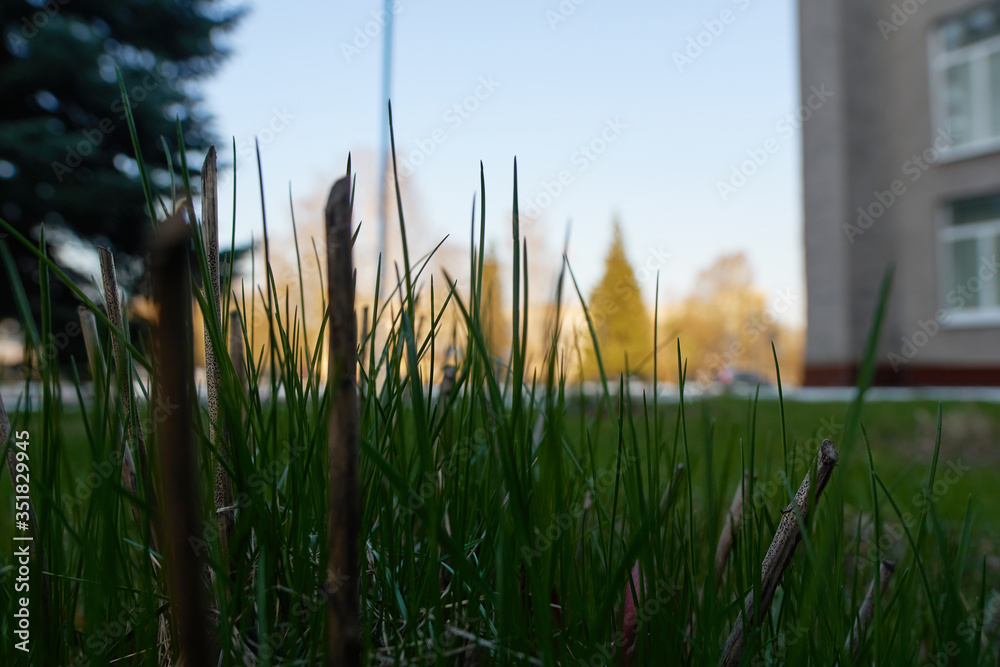 Green grass near the building. On the left and in the background are fir trees. 
And on the right part of the building. Background.