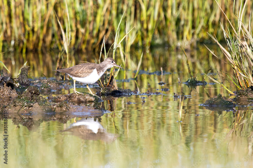 Common sandpiper (Actitis hypoleucos). Common sandpiper (Actitis hypoleucos).
