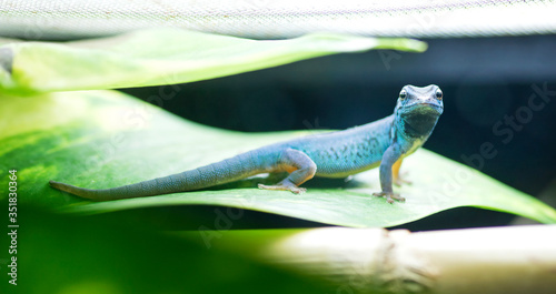 Blue electric day gecko ( Lygodactylus williamsi). photo