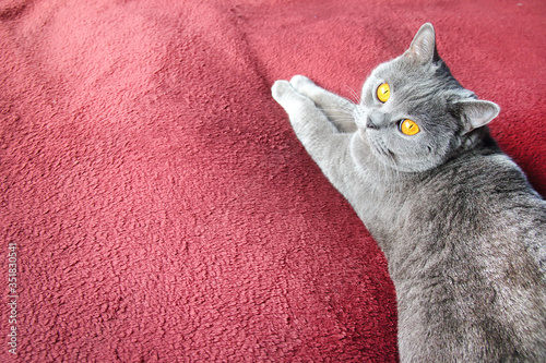 British shortair grey cat on a purple rug for background. photo