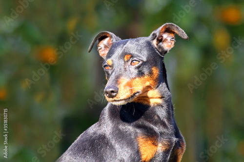 Canvas Print Pinscher outdoor.