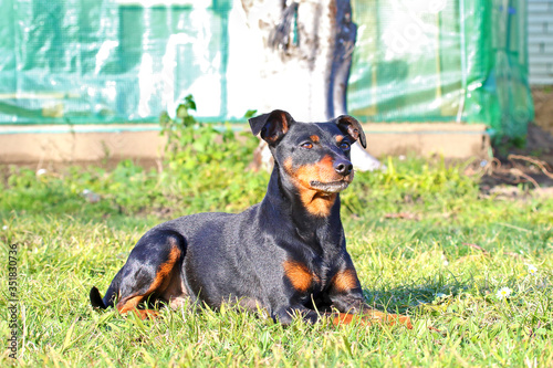 Billede på lærred Pinscher dog outdoor.