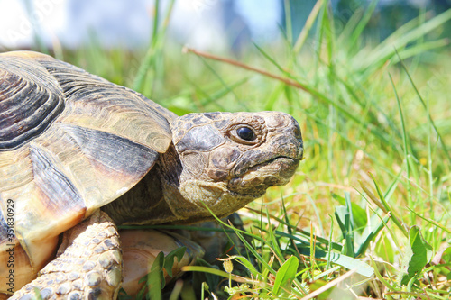 Marginated tortoise (Testudo marginata). photo