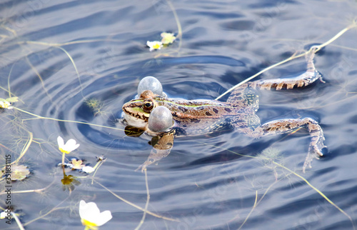 Common frog (Pelophylax perezi) croaking.