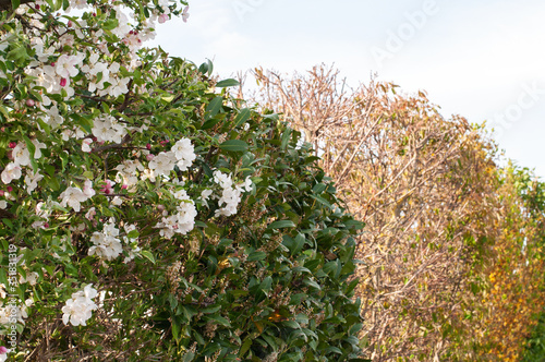 a hedge with flowering crabapple and cherry laurel