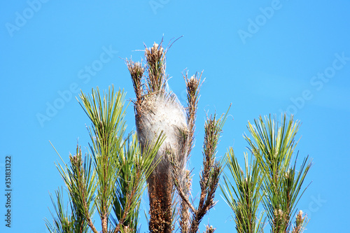 Nest of a pine processionary moth.