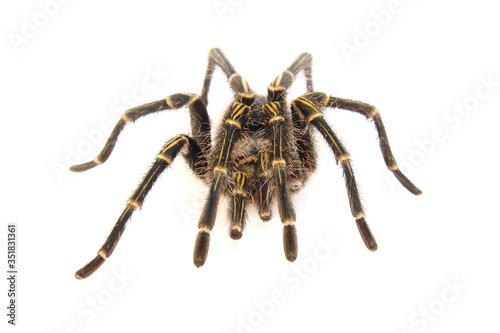 Adult male chaco golden knee (Grammostola pulchripes) isolated on white.