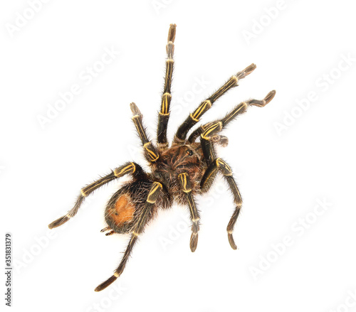 Adult male chaco golden knee (Grammostola pulchripes) isolated on white.