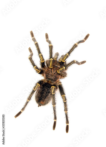 Adult male chaco golden knee (Grammostola pulchripes) isolated on white.