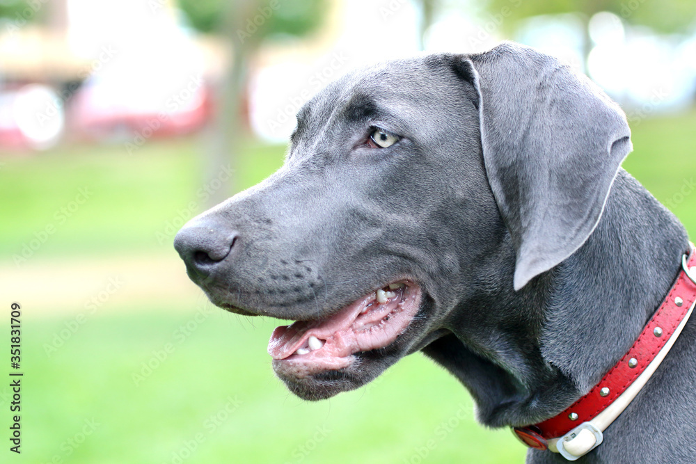 Close up of young female Weimaraner.