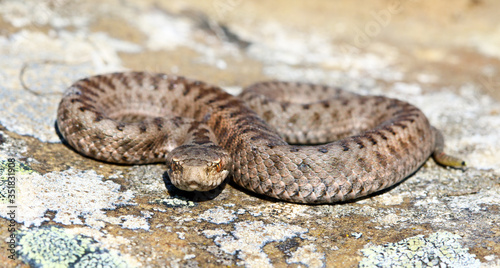 Iberian cross adder (Vipera seoanei).