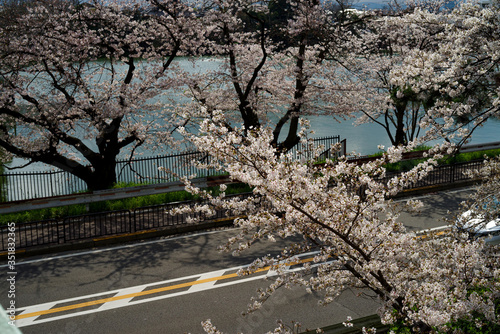 japan sakura　：大阪豊中・若竹池と市道神崎利根山線沿いの桜並木 photo