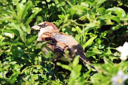 House Sparrow (Passer domesticus).