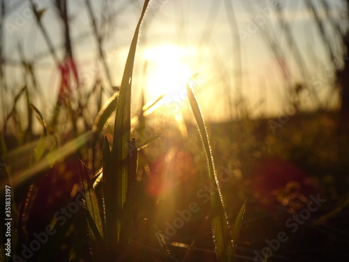 Tau in der Morgensonne