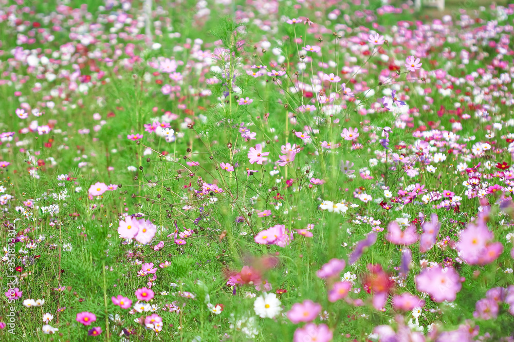Mexican aster field or cosmos flower blooming in garden outdoor background