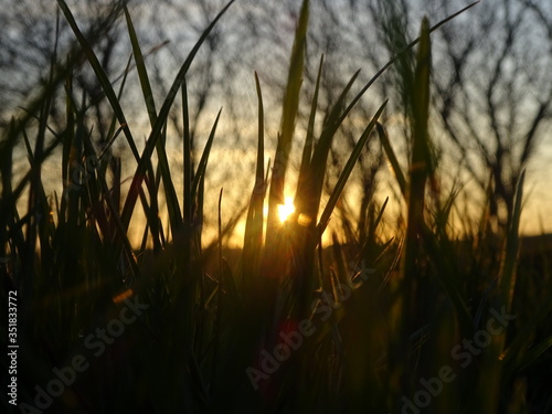 Sonnenblitz zwischen den Grashalmen
