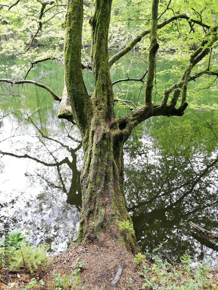Fototapeta premium Baum mit starkem Moosbewuchs neigt sich über See und spiegelt sich