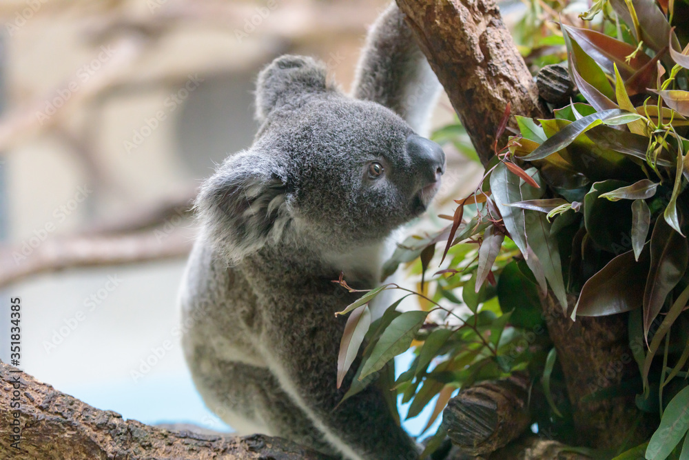 Obraz premium コアラ, Koala