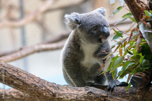 Canvas Print コアラ, Koala
