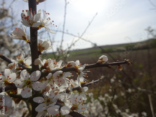 Blüte mit Feldblick