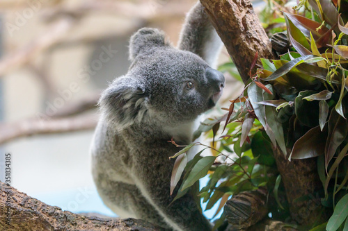 Canvas Print コアラ, Koala