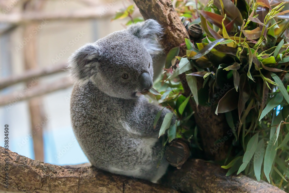 Obraz premium コアラ, Koala