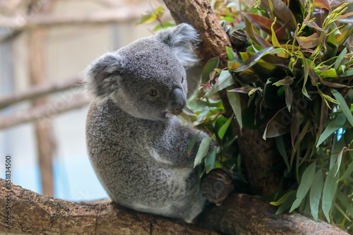 Fototapeta Naklejka Na Ścianę i Meble -  コアラ, Koala