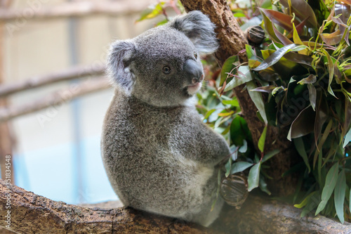 Fototapeta Naklejka Na Ścianę i Meble -  コアラ, Koala