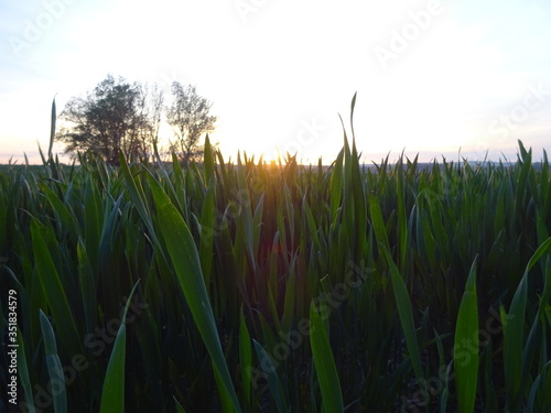 Sonnenuntergang am Feld