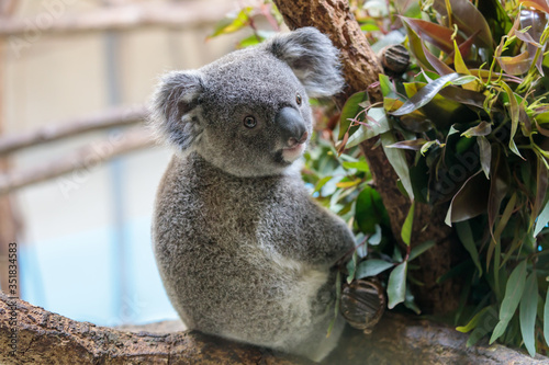 Canvas Print コアラ, Koala