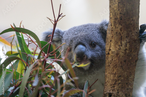 Photography コアラ, Koala