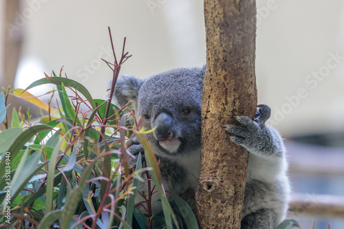 Photography コアラ, Koala