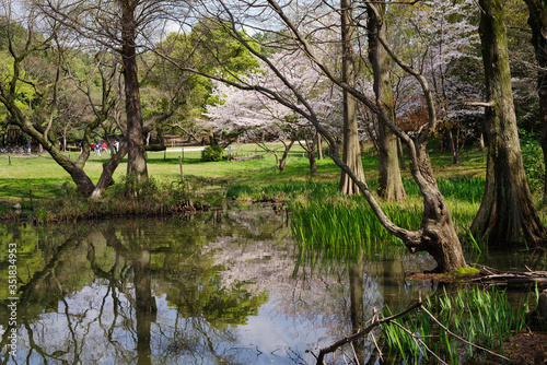 japan sakura　：服部緑地・桜の咲く風景