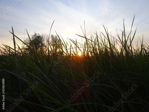 Sonnenstrahlen zwischen den Halmen