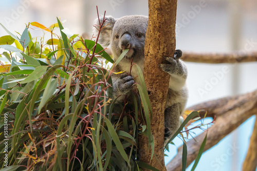 Photography コアラ, Koala