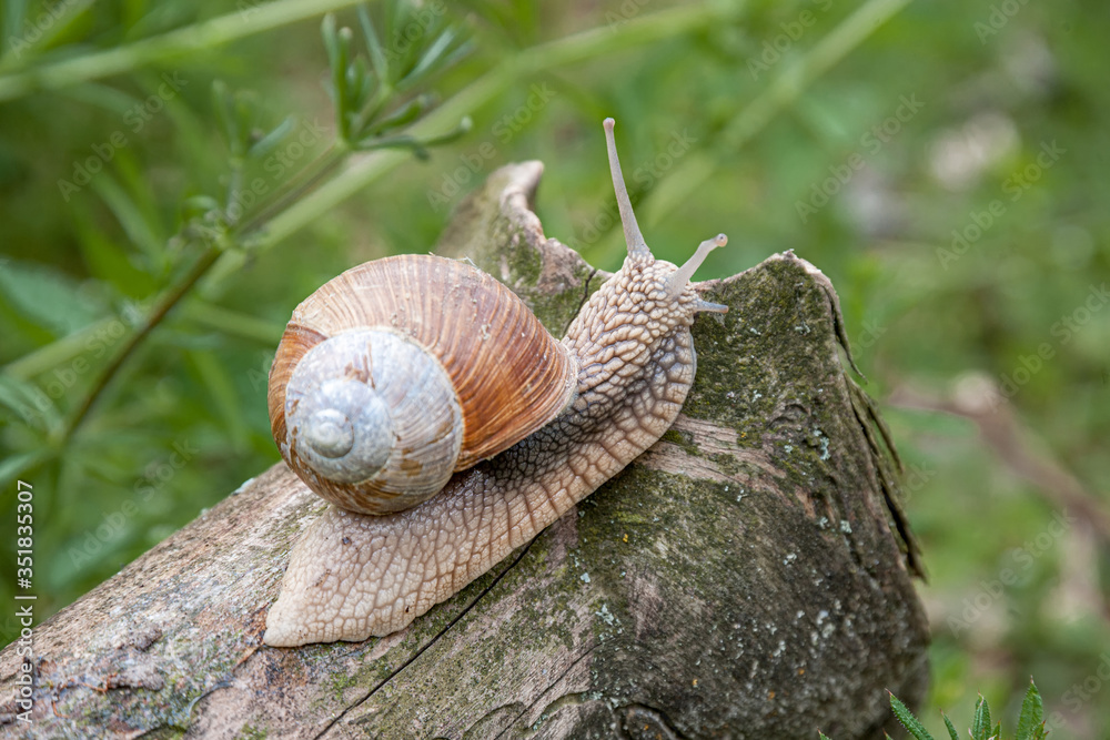 A snail with a shell crawls along a tree trunk A snail with a shell crawls along a tree trunk