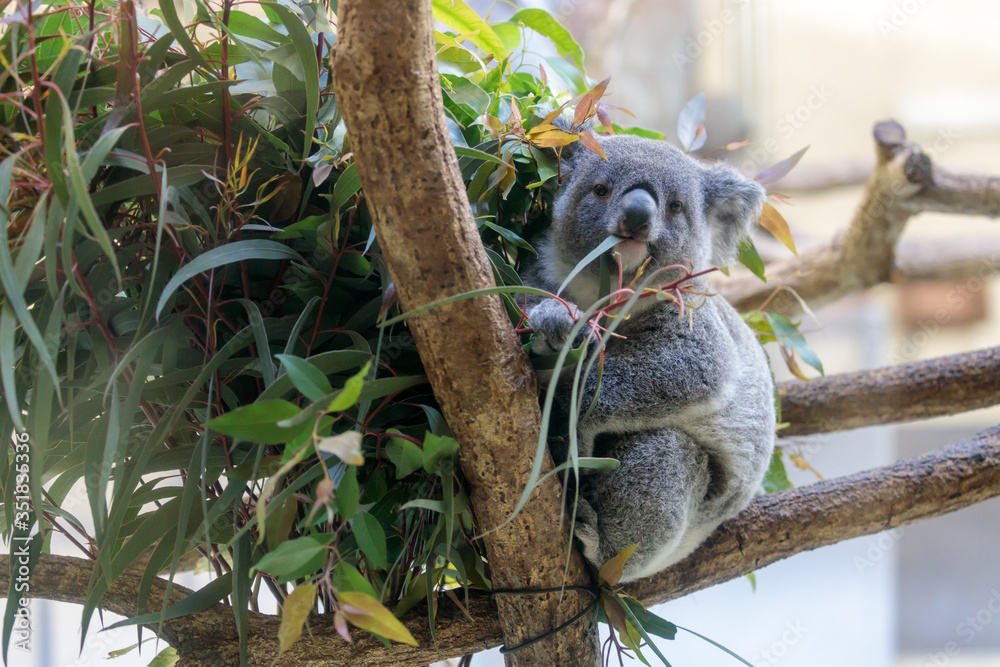 Obraz premium コアラ, Koala