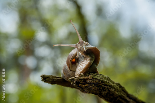 A snail with a shell crawls along a tree trunk. © Vitaliy